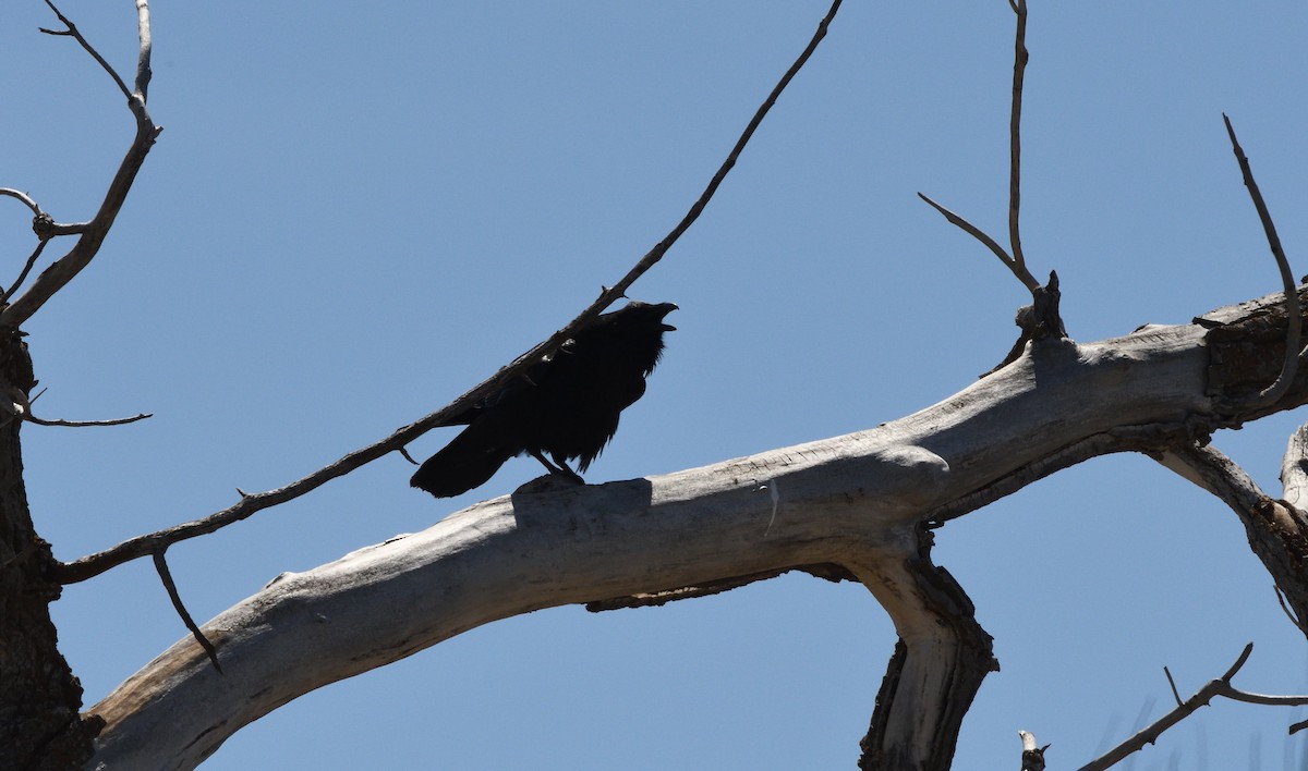 Common Raven - ML656304675