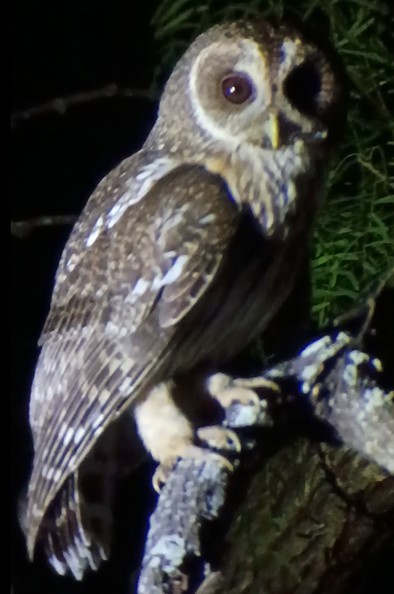 Mottled Owl - ML656305874