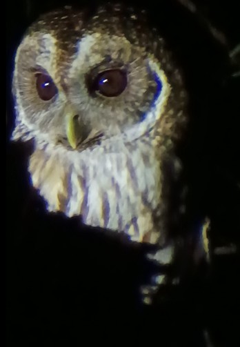 Mottled Owl - ML656305894