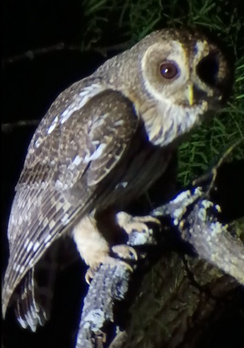 Mottled Owl - ML656305901