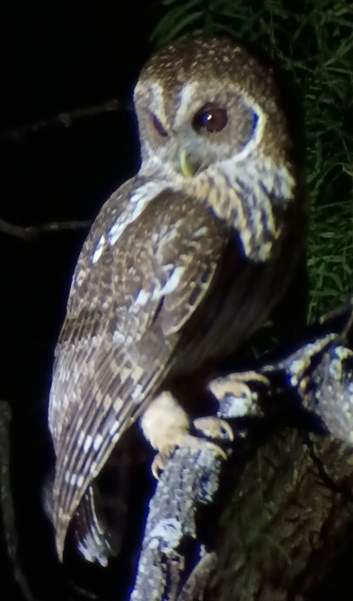 Mottled Owl - ML656305907