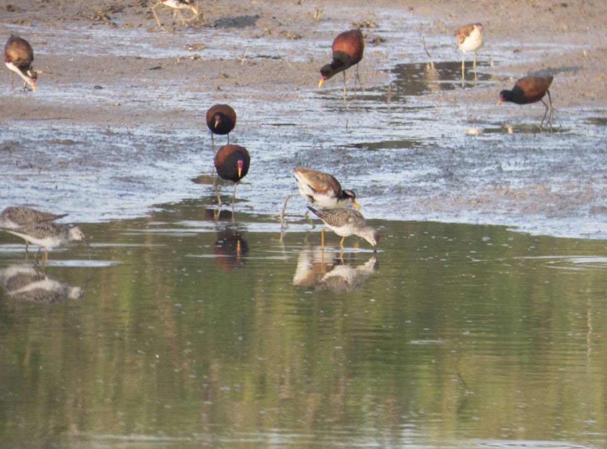 Lesser Yellowlegs - Leandro Bareiro Guiñazú