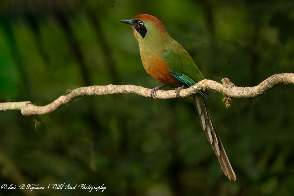 Rotkopfmotmot - ML656308476