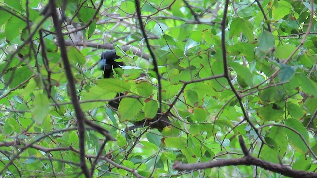 Crimson-collared Grosbeak - ML656309376