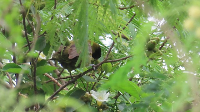 Crimson-collared Grosbeak - ML656309377