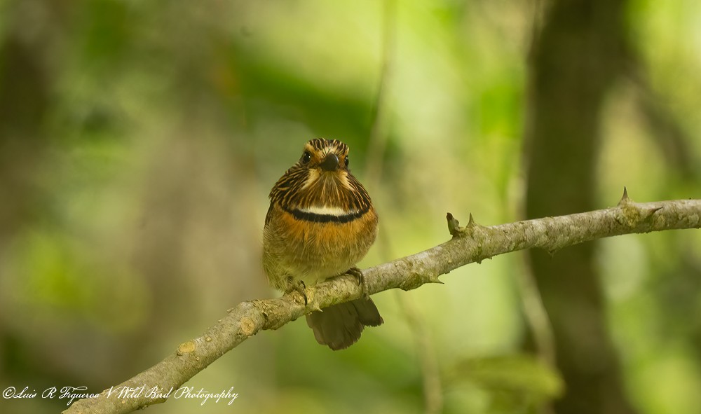 Halbmond-Faulvogel - ML656309412