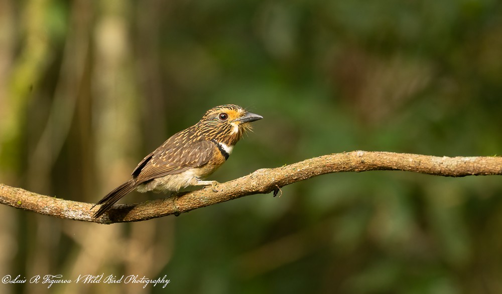 Halbmond-Faulvogel - ML656309944
