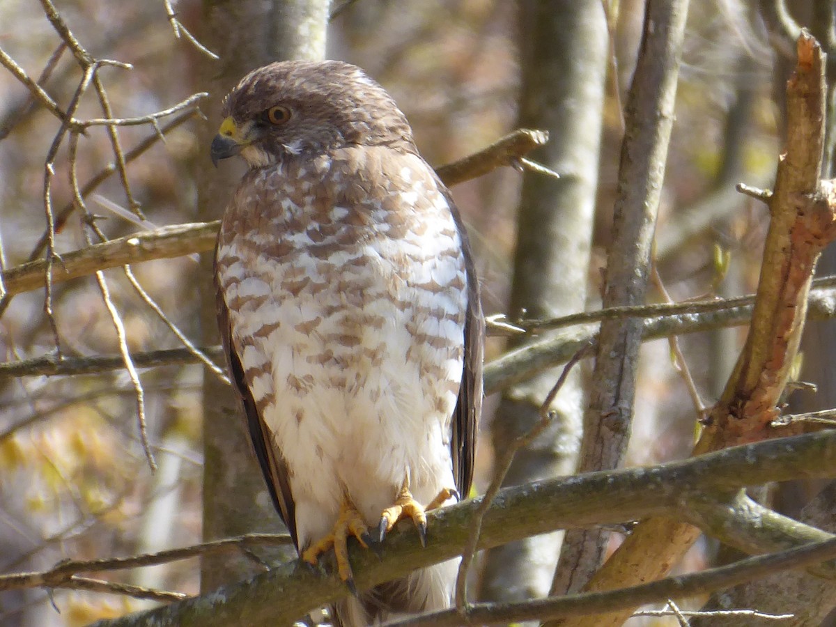 Broad-winged Hawk - ML656310173
