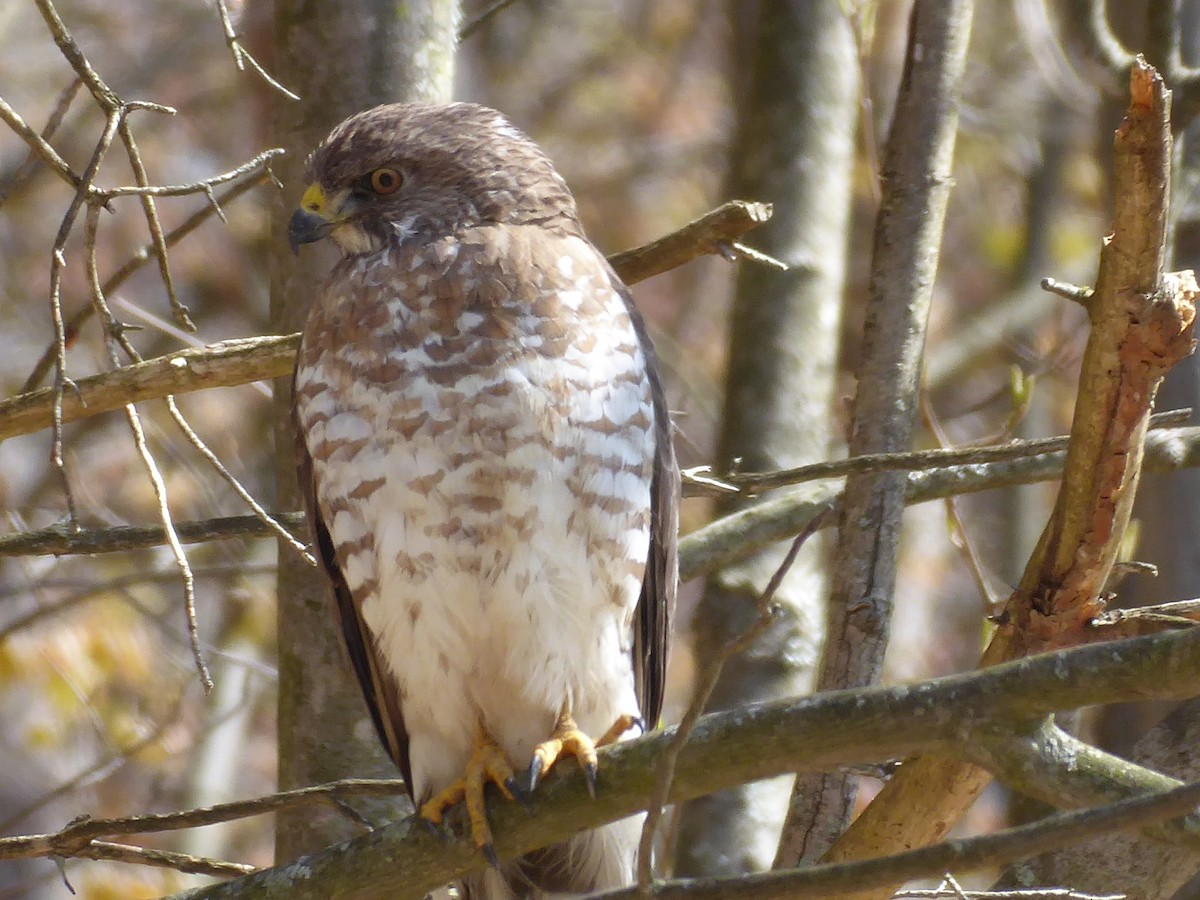 Broad-winged Hawk - ML656310196