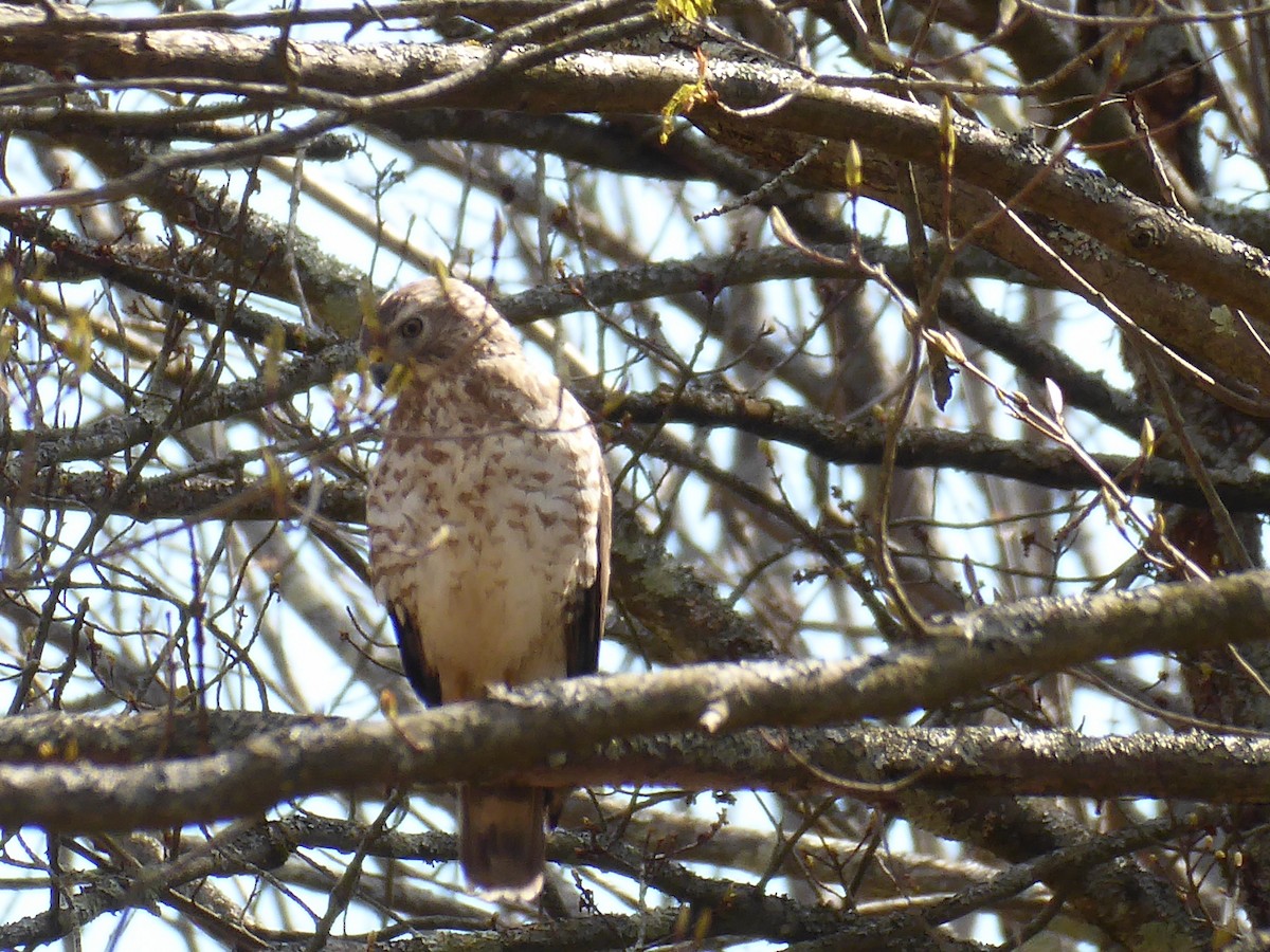 Broad-winged Hawk - ML656310235