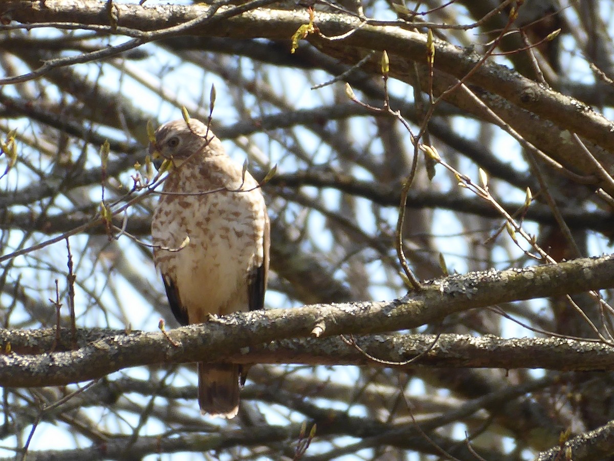 Broad-winged Hawk - ML656310246