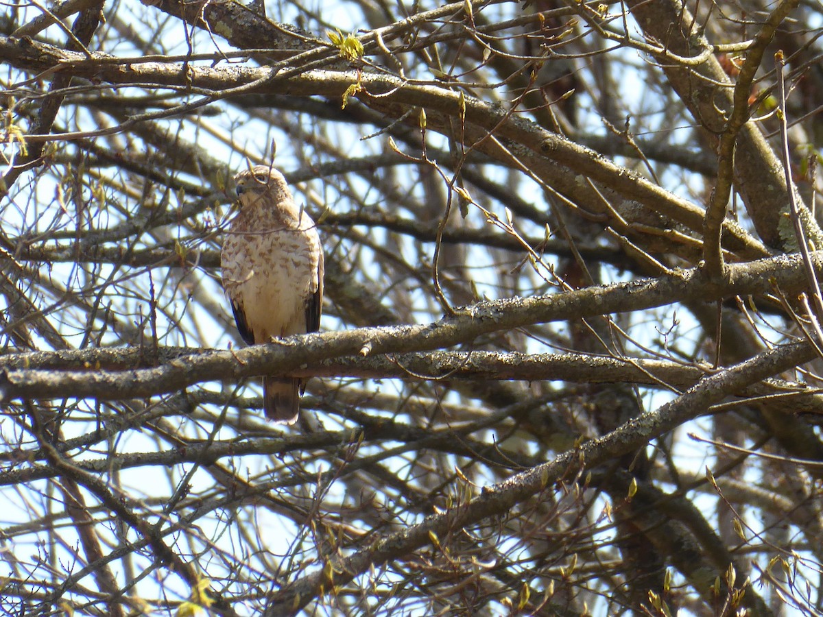 Broad-winged Hawk - ML656310256