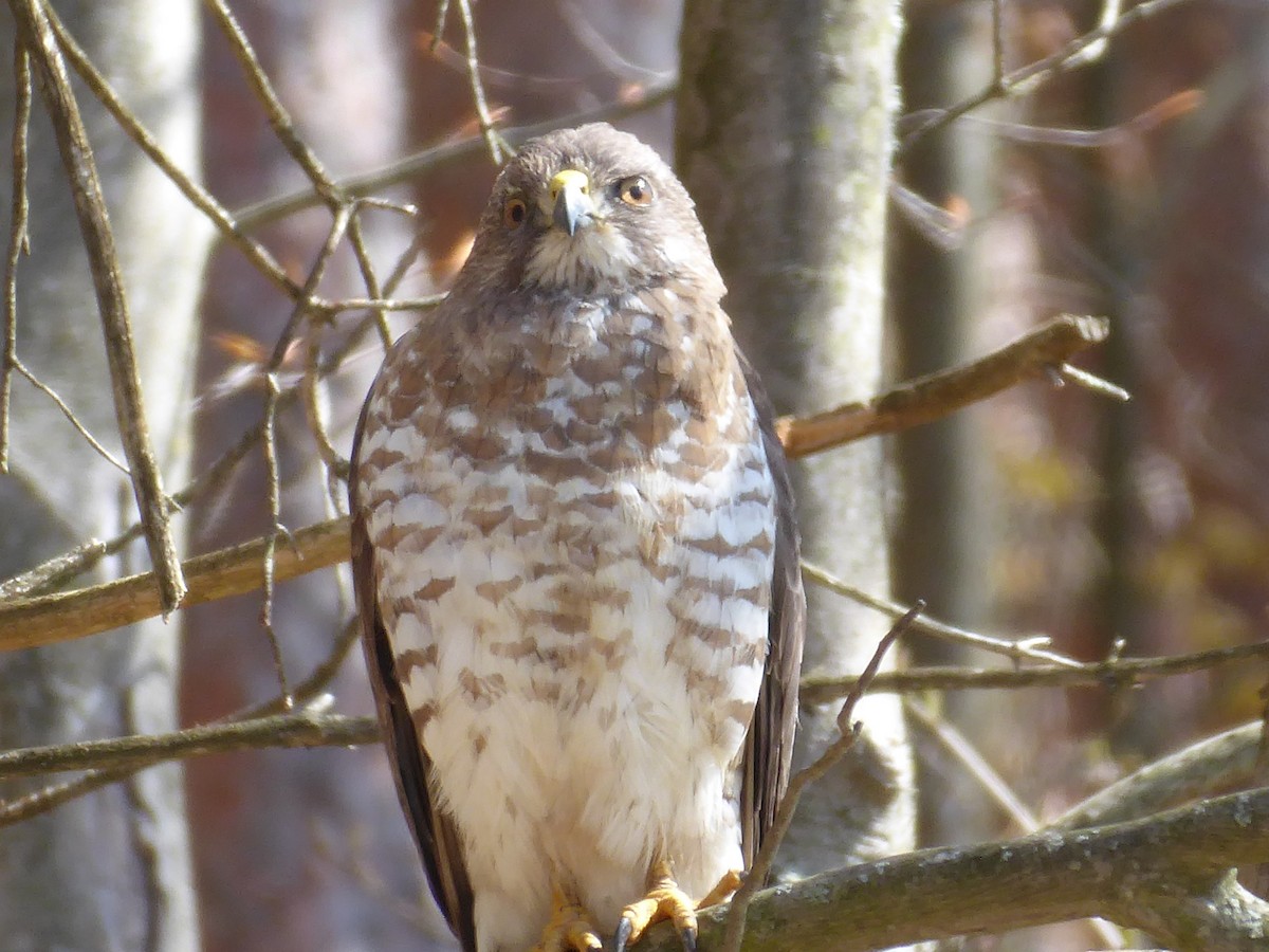 Broad-winged Hawk - ML656310290