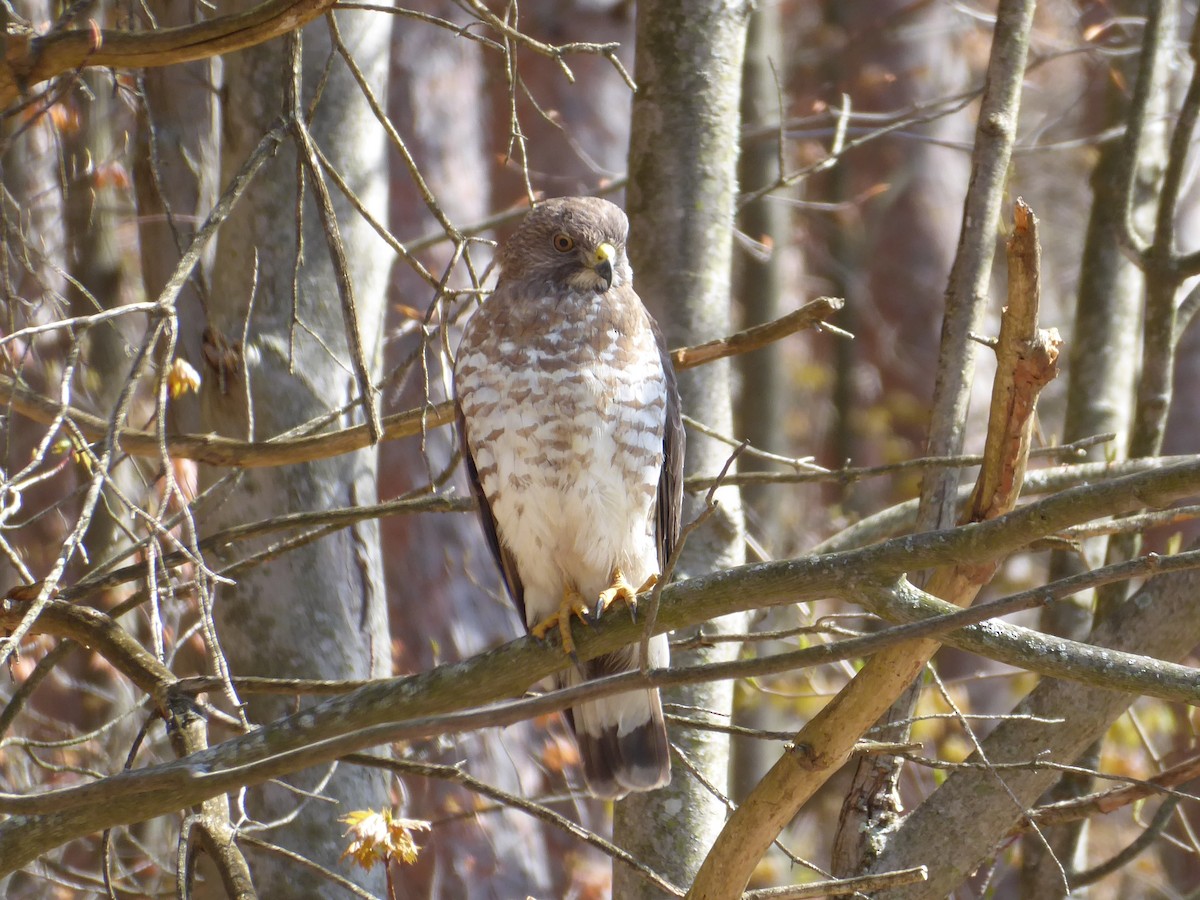 Broad-winged Hawk - ML656310304
