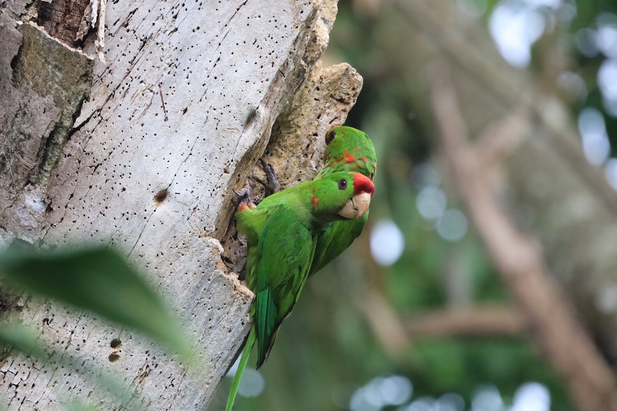 Scarlet-fronted Parakeet - ML656311058