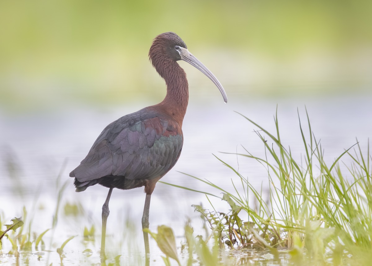 eBird Checklist - 1 May 2026 - Ibis Location - 17 species