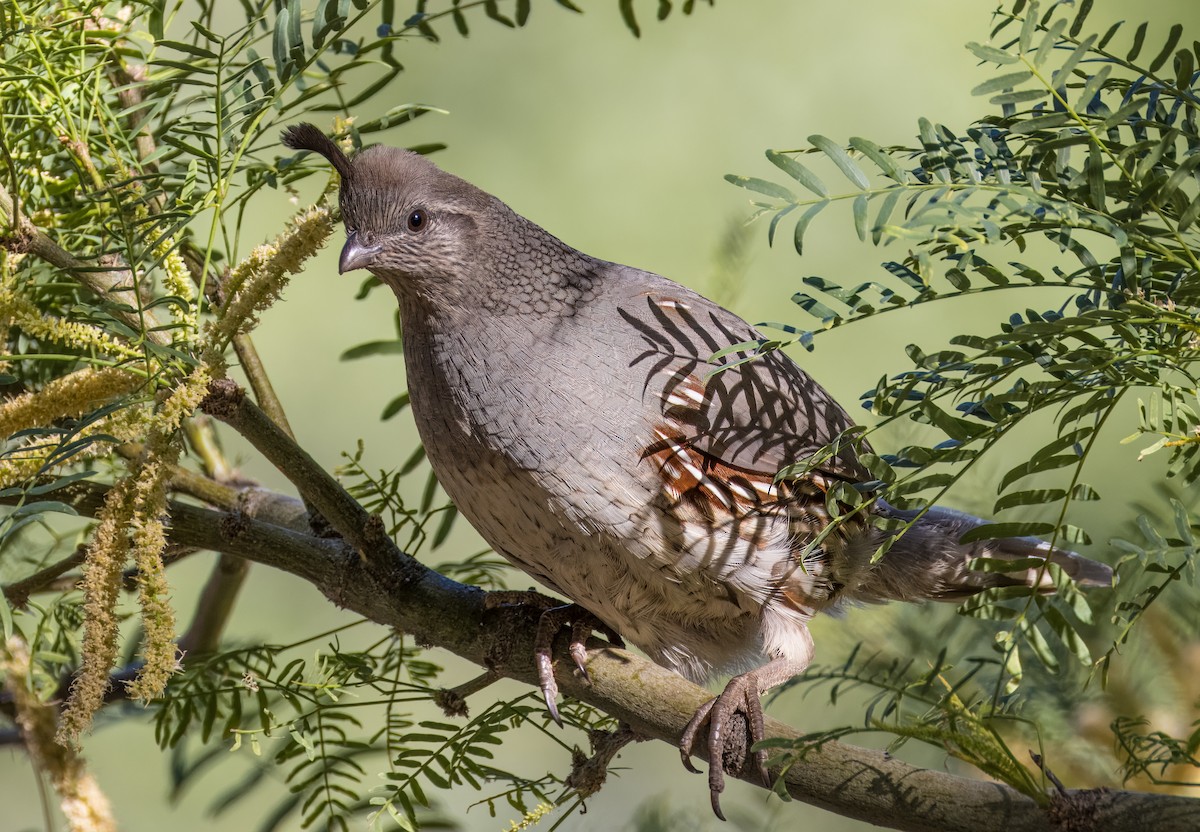 eBird Checklist - 1 May 2026 - Big Morongo Canyon Preserve & Covington ...