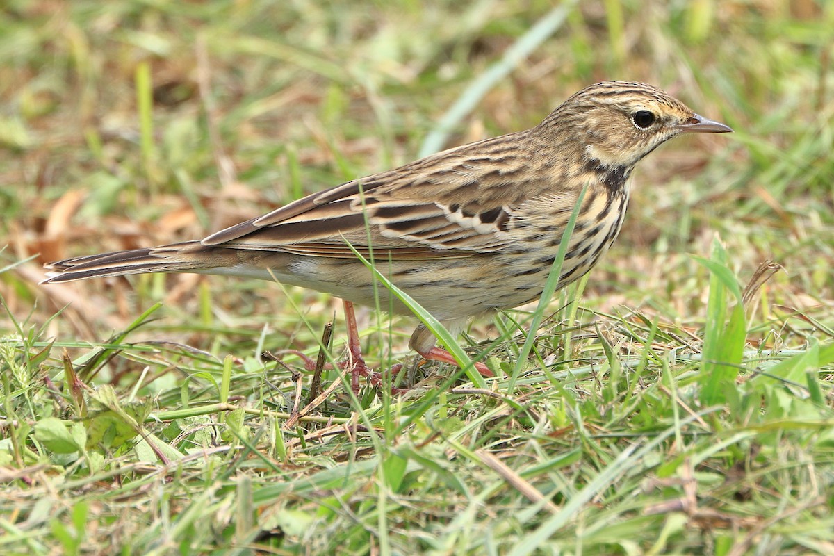 Pipit des arbres - ML656321915