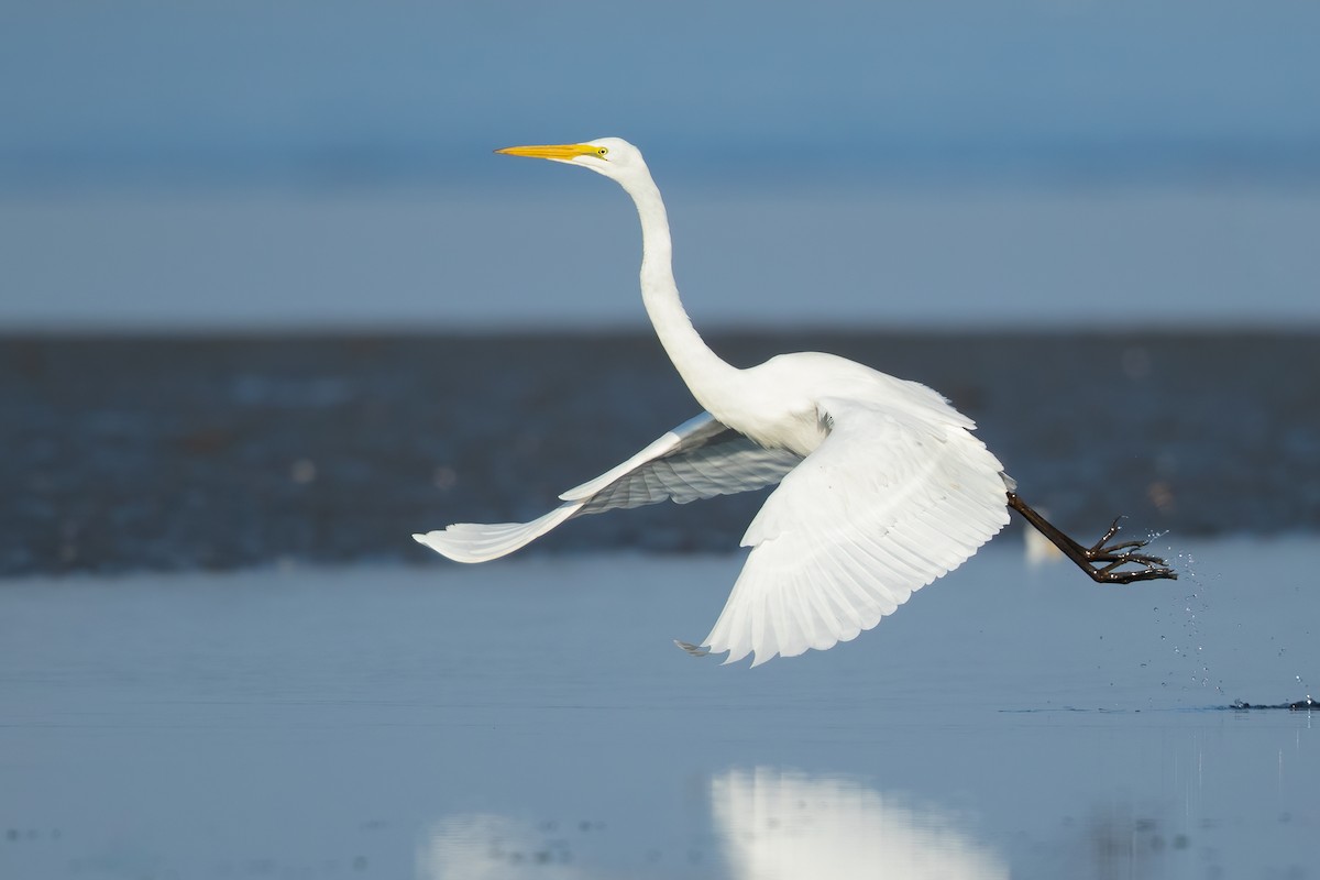Great Egret - ML656324322