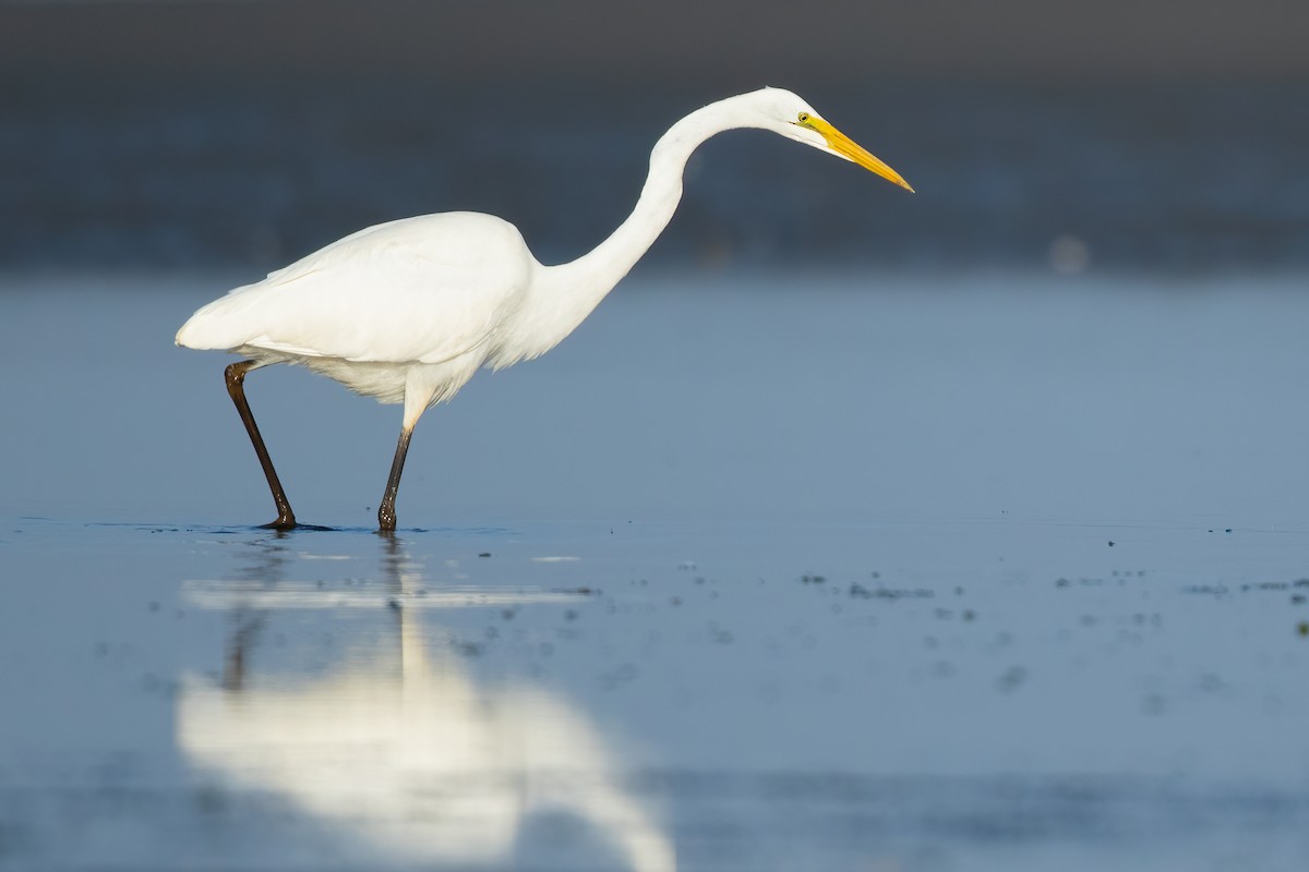 Great Egret - ML656324323