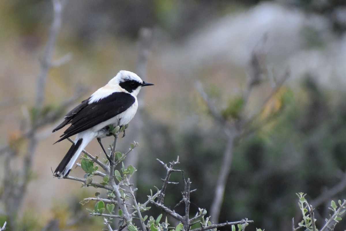 Eastern Black-eared Wheatear - ML656326086