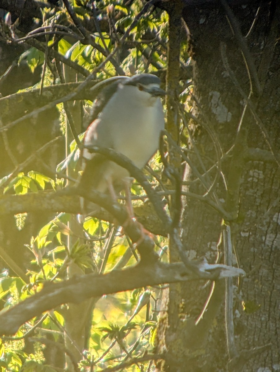 Black-crowned Night Heron - ML656326419
