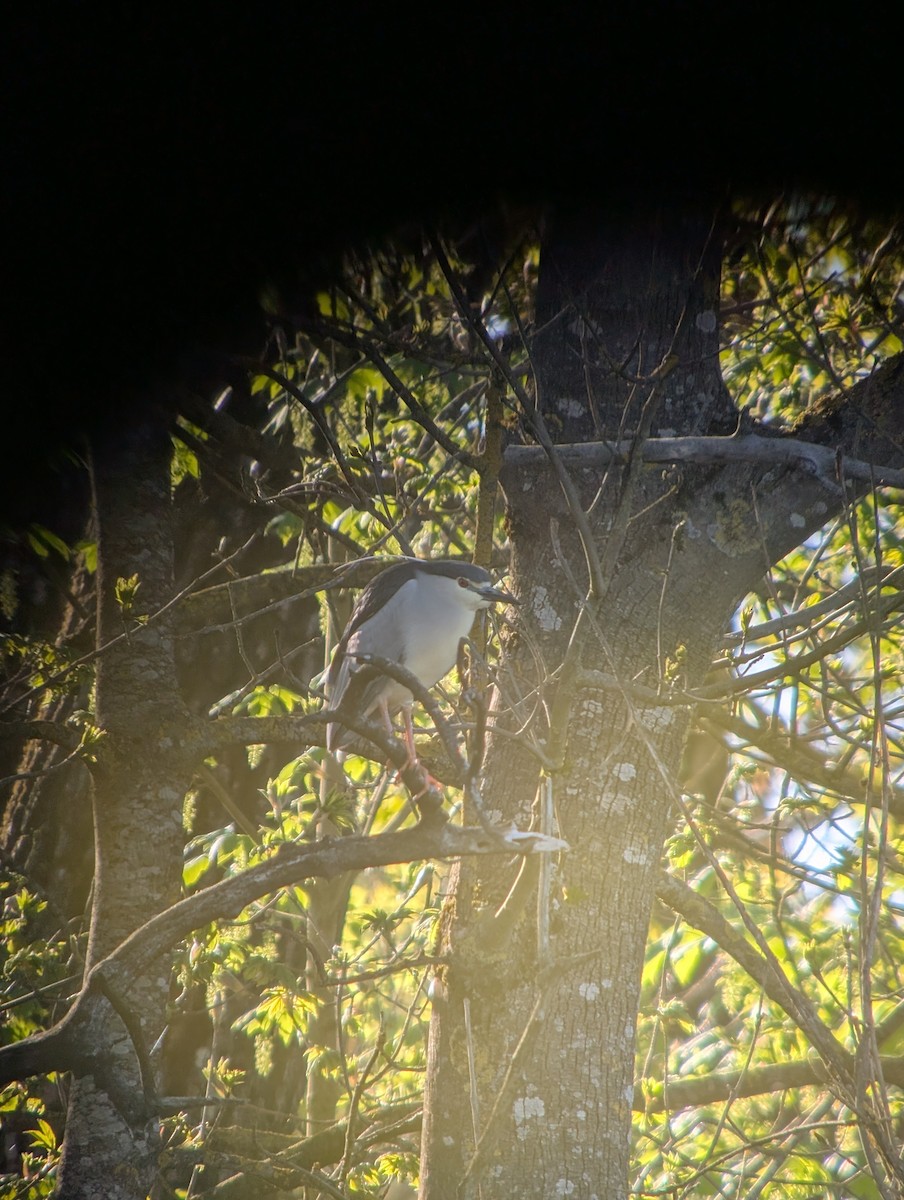 Black-crowned Night Heron - ML656326456