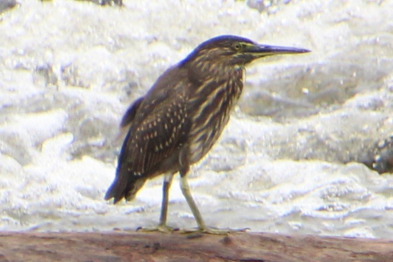 Little Heron - ML656326529