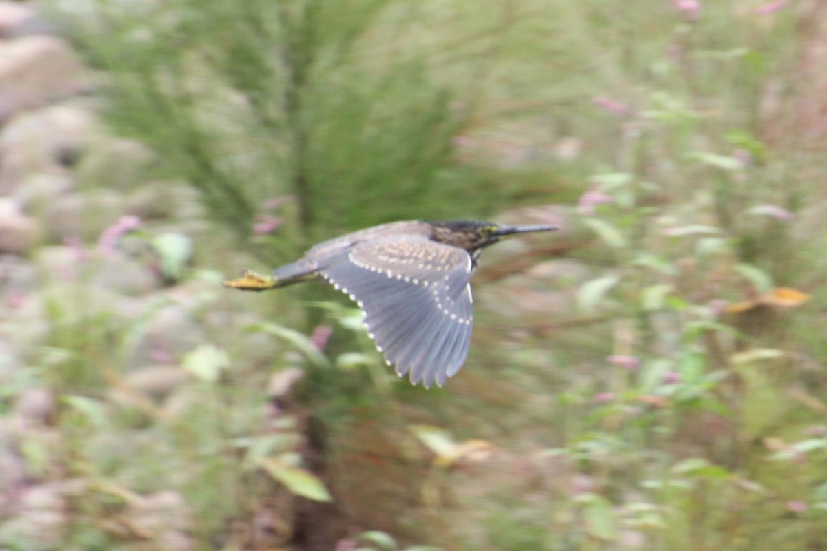 Little Heron - ML656326533