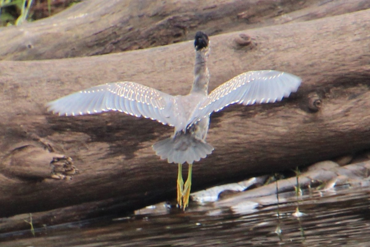 Little Heron - ML656326538