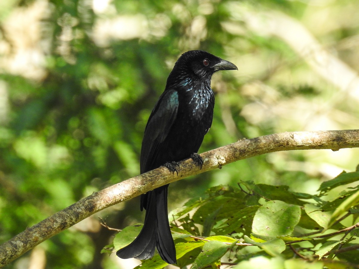 Wallacean Drongo - Pam Rasmussen