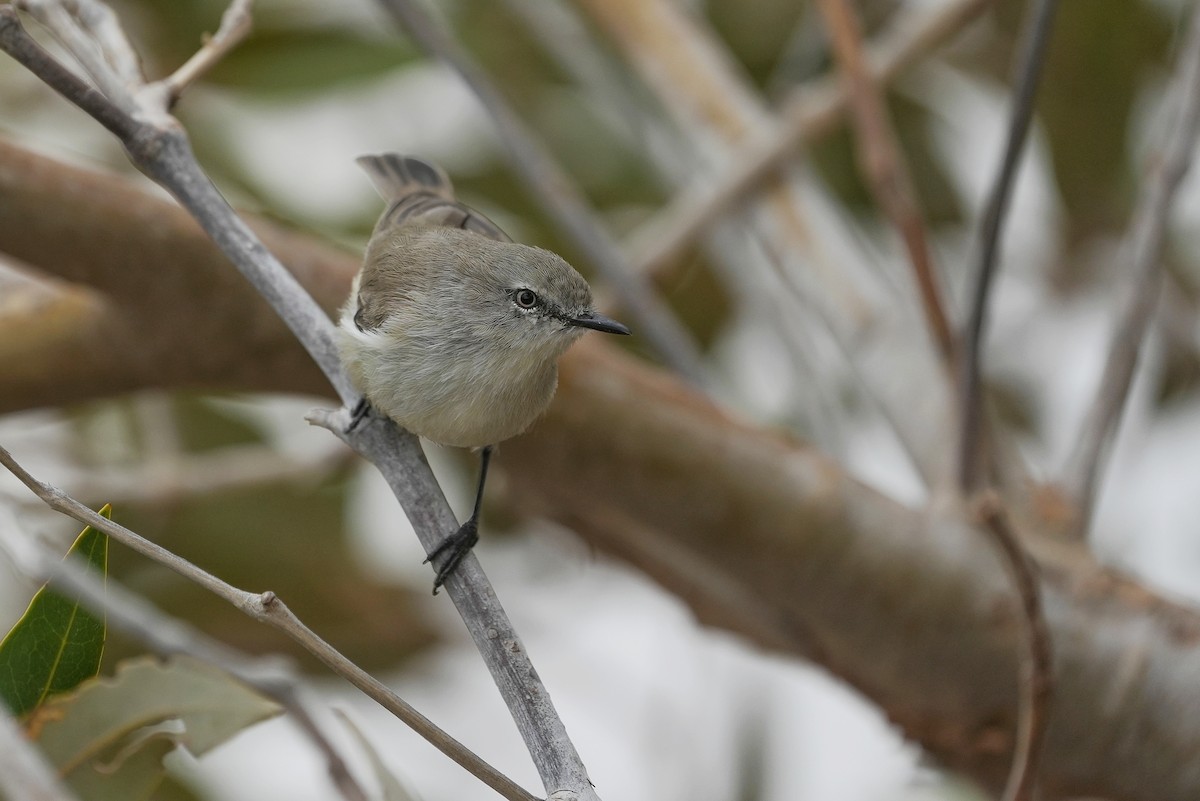 Dusky Gerygone - ML656327518