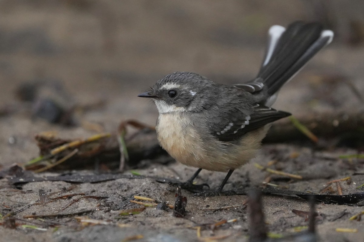 Mangrove Fantail - ML656327682