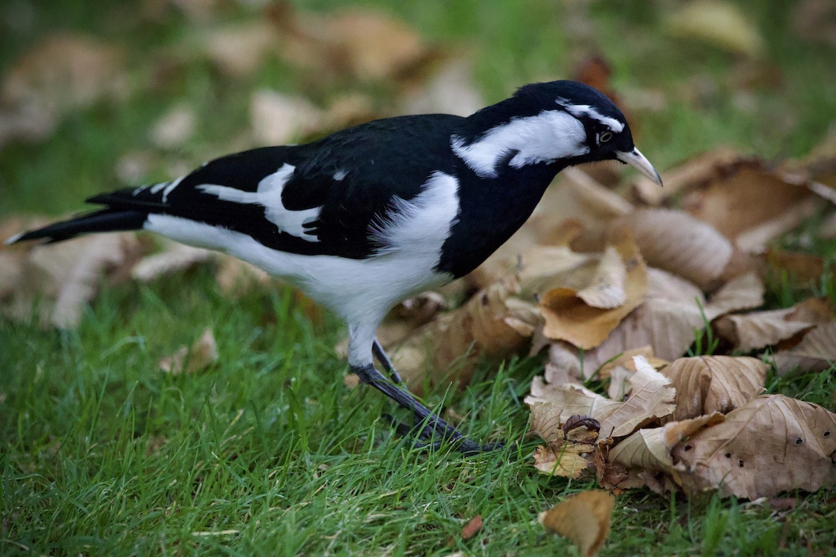 Magpie-lark - ML656328254