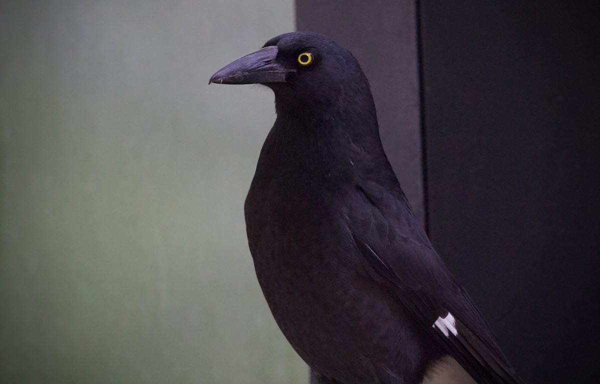 Pied Currawong - ML656328257