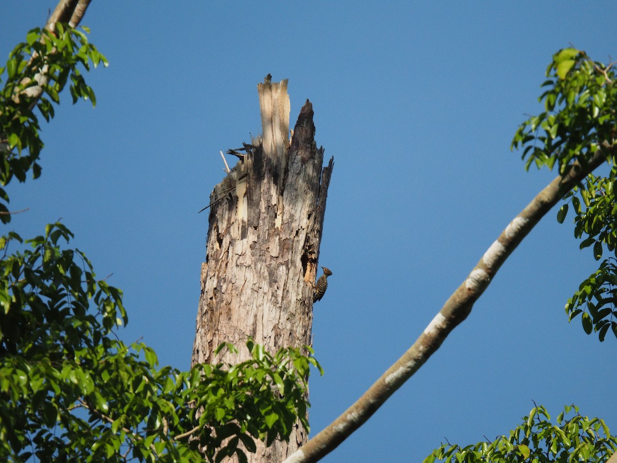 Buff-rumped Woodpecker - ML656329049