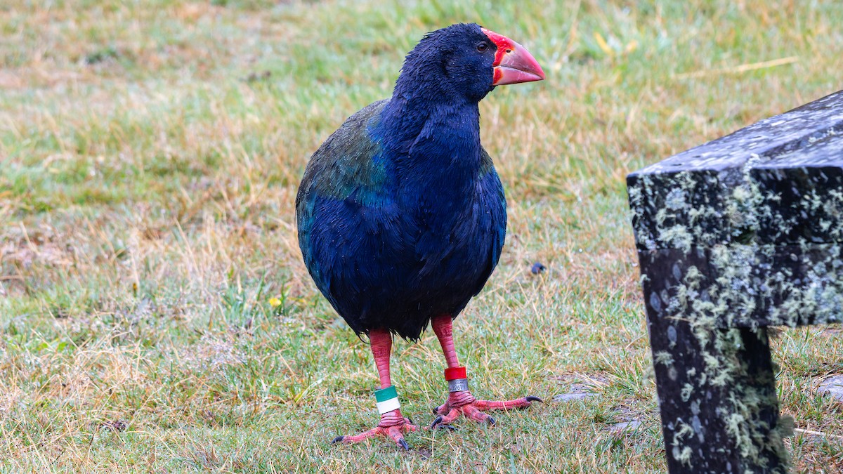 South Island Takahe - ML656331486