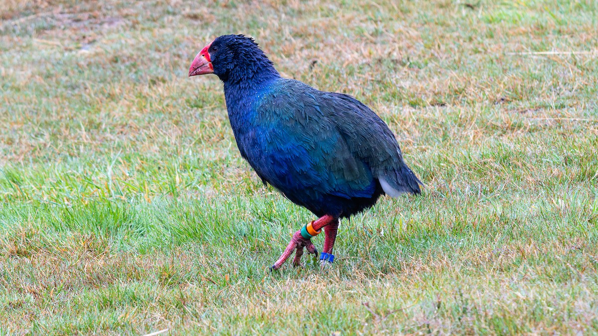 South Island Takahe - ML656331488