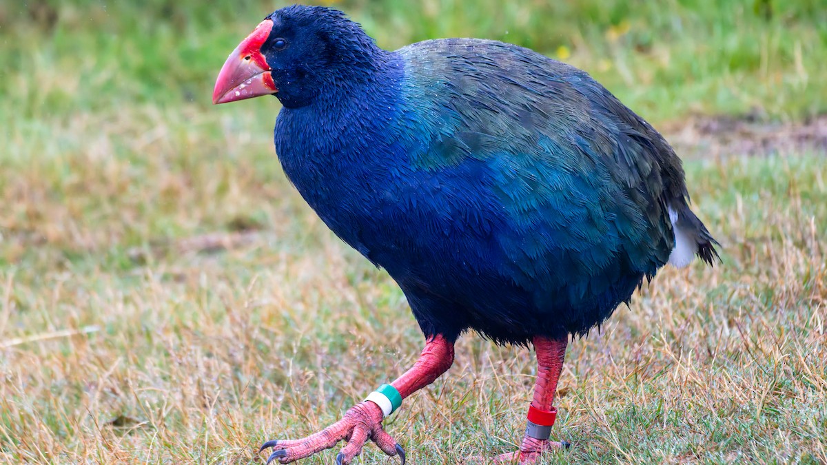 South Island Takahe - ML656331489