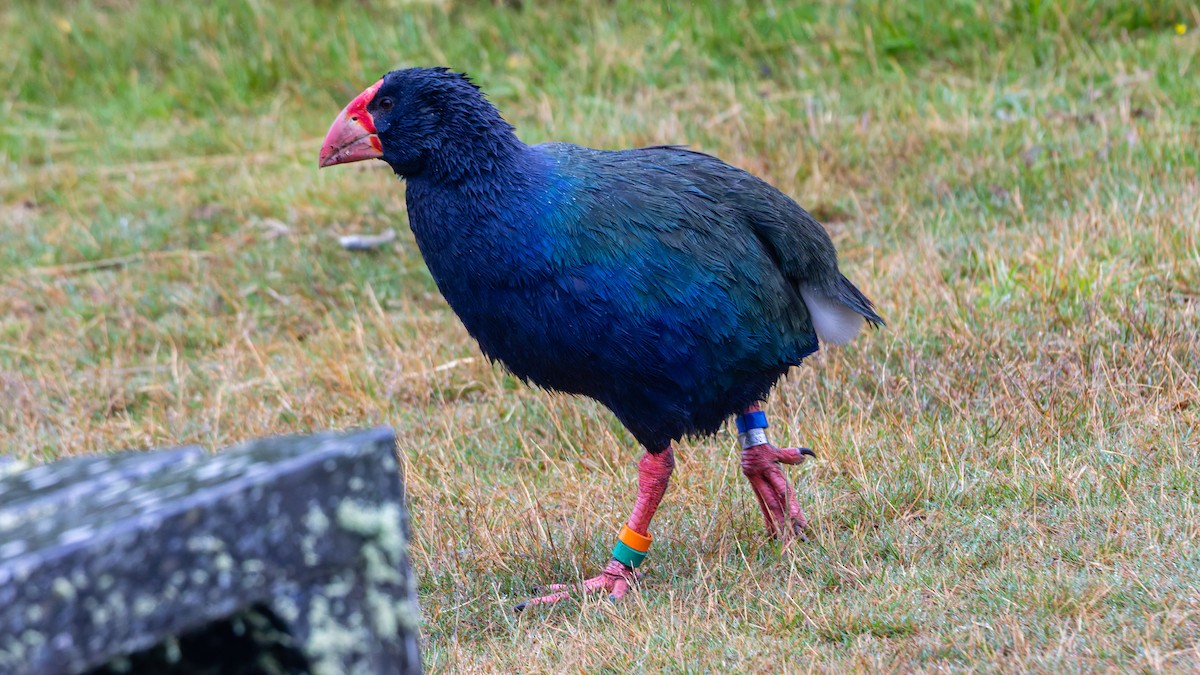 South Island Takahe - ML656331490