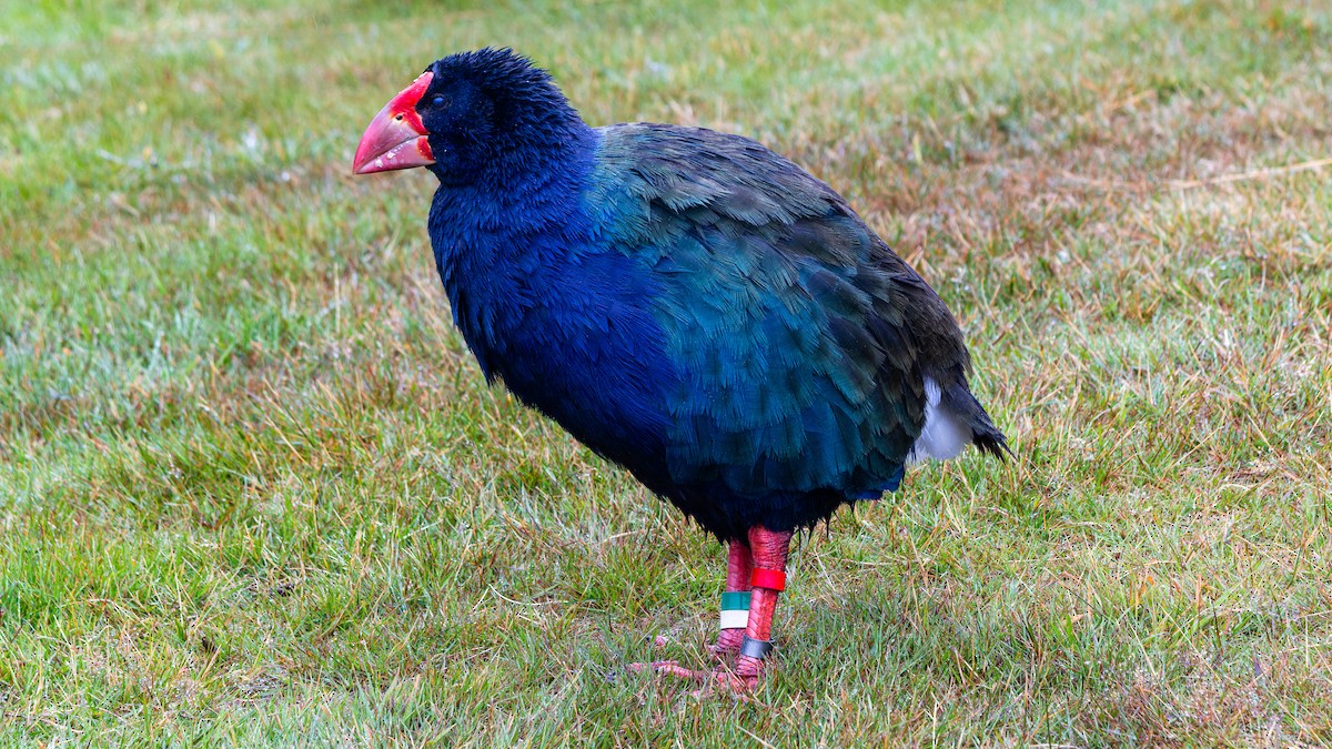South Island Takahe - ML656331491