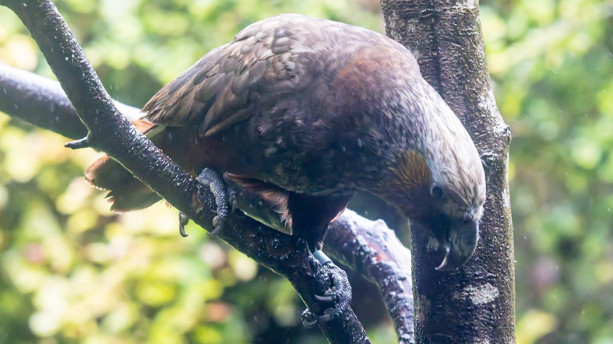 New Zealand Kaka - ML656331503