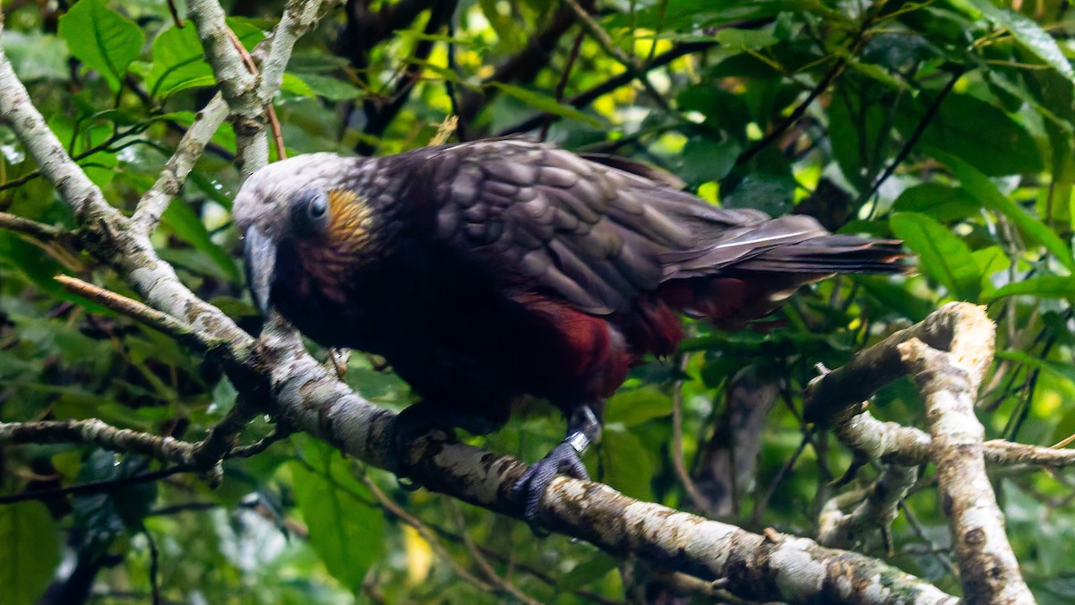 New Zealand Kaka - ML656331505