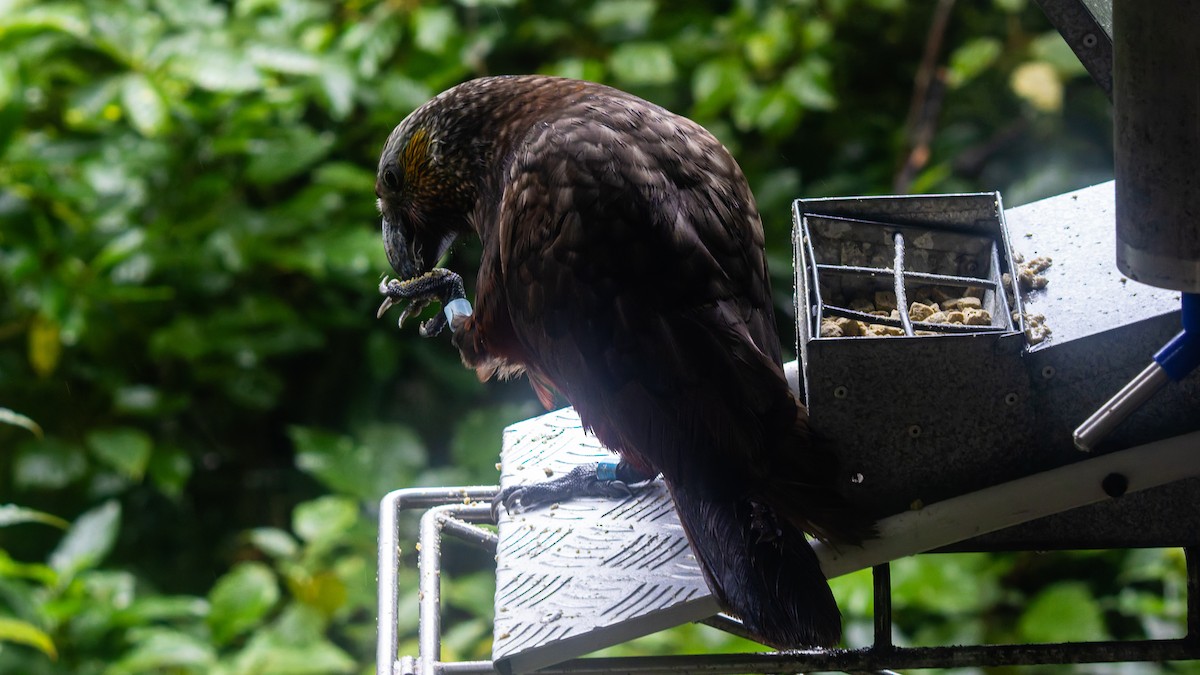 New Zealand Kaka - ML656331506