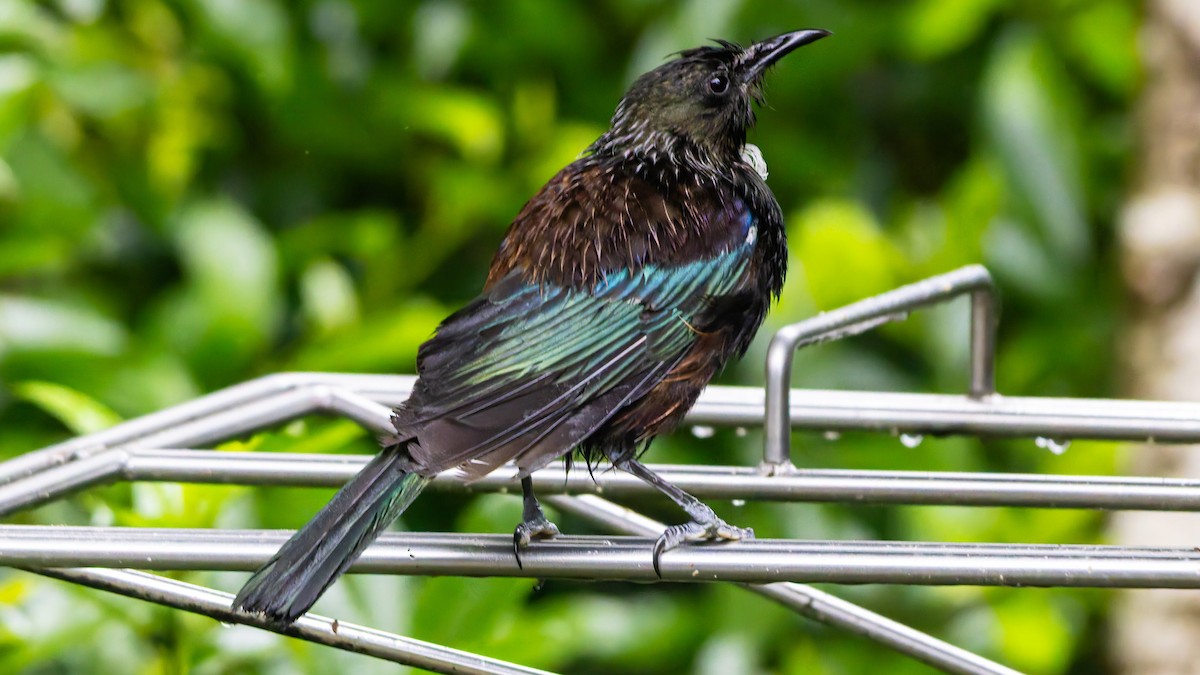 Tui - ML656331523