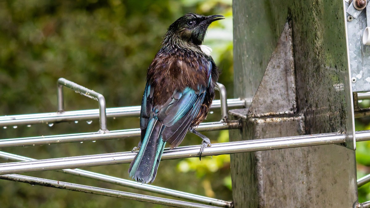 Tui - ML656331524