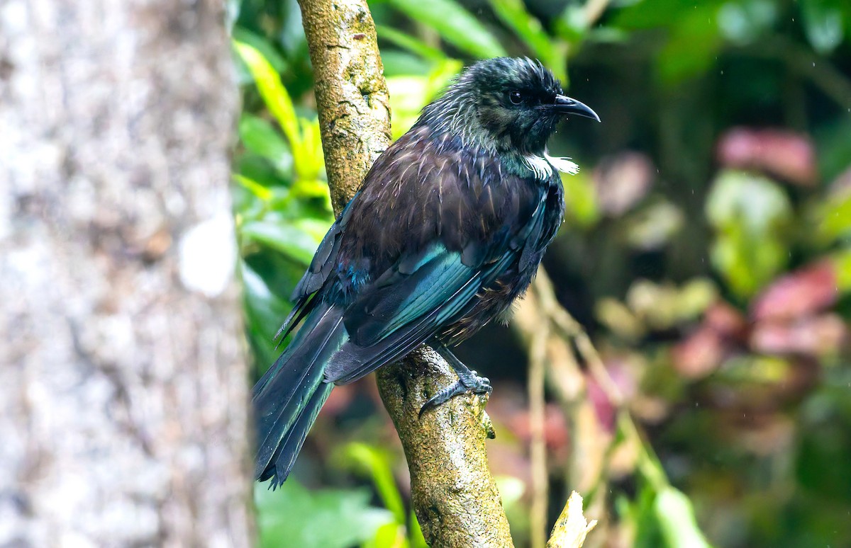 Tui - ML656331525