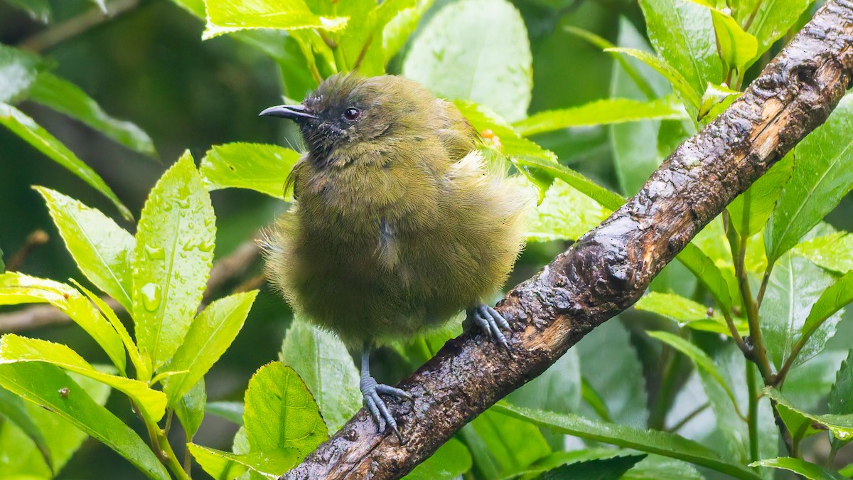 New Zealand Bellbird - ML656331534
