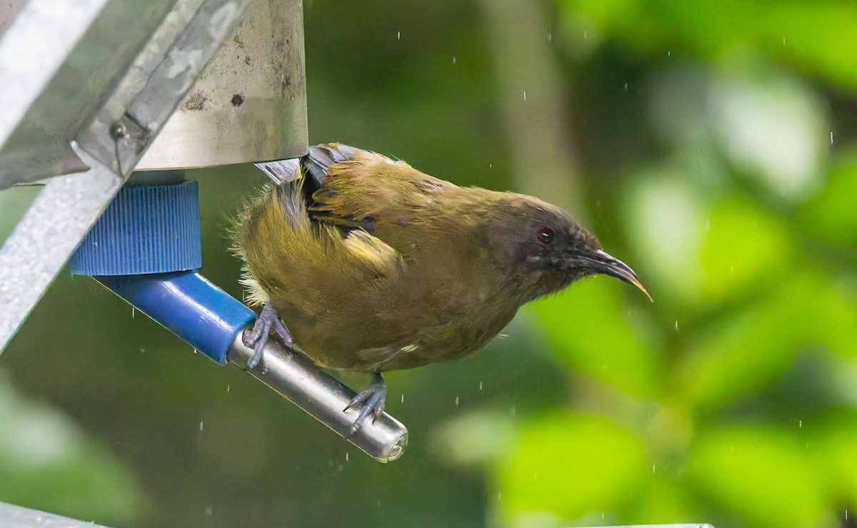New Zealand Bellbird - ML656331535