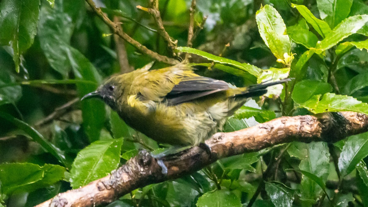 New Zealand Bellbird - ML656331536